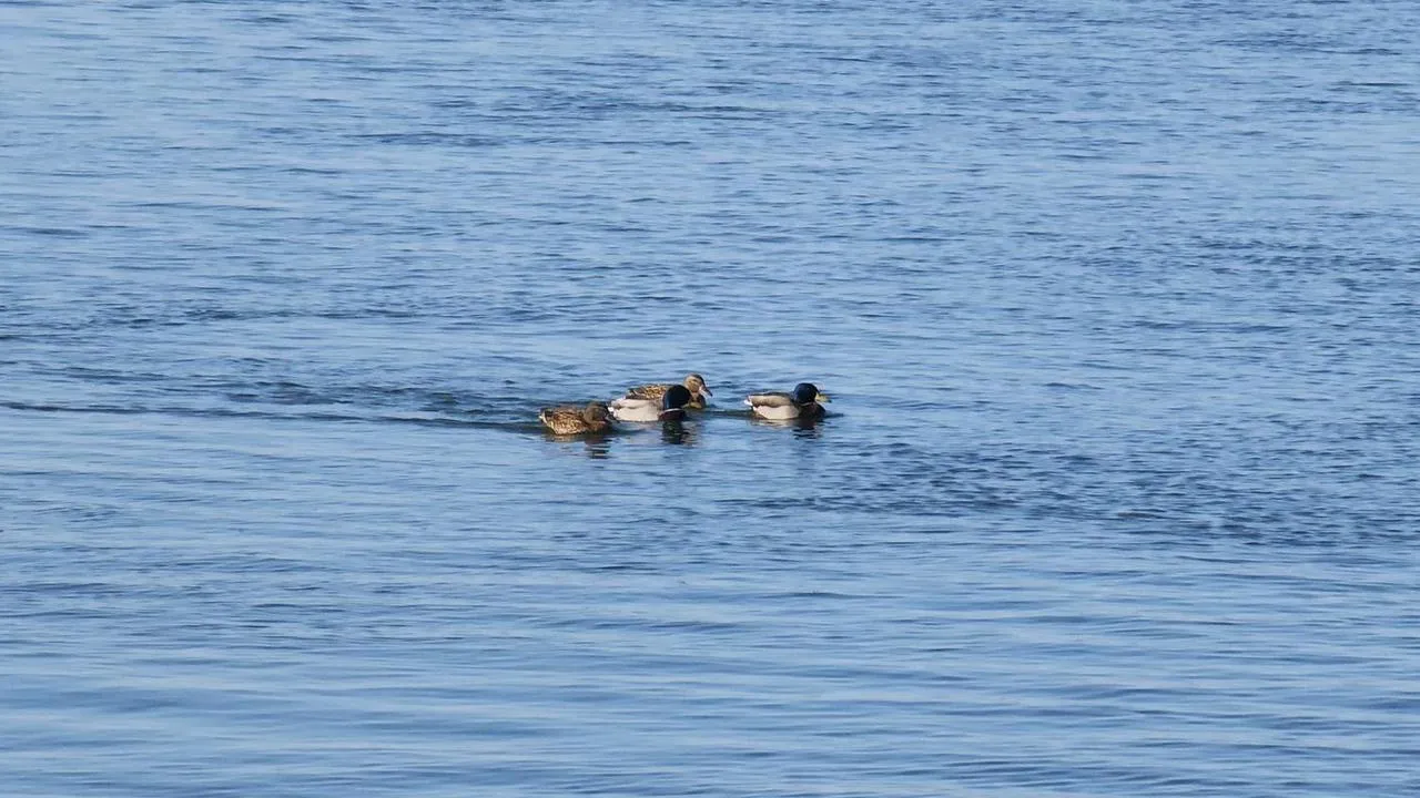REGIONS/Александр Дрожжин