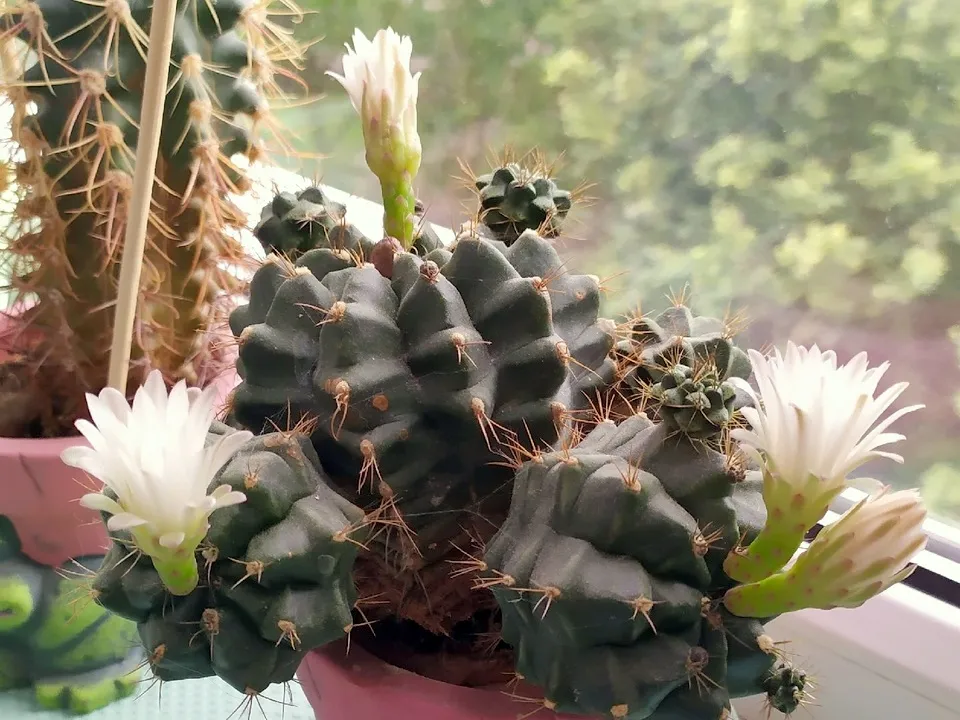 Фото: из личного архива Елены Юровой