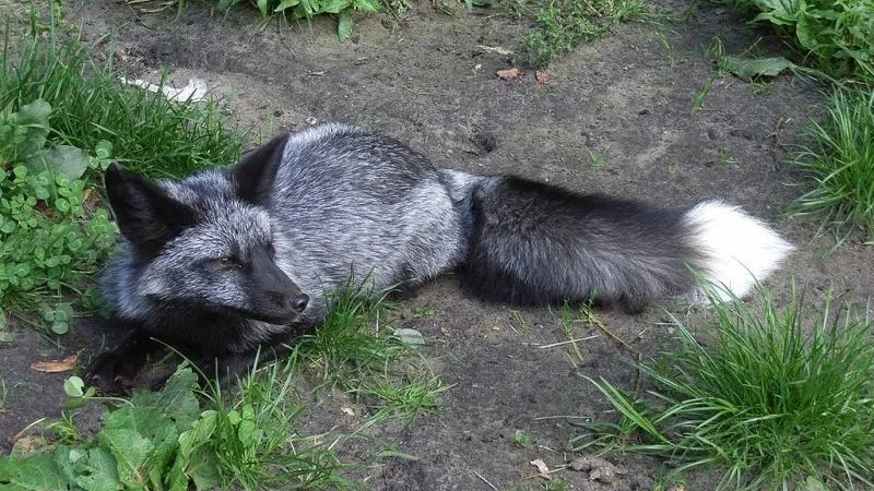 Zefram / wikimedia.org