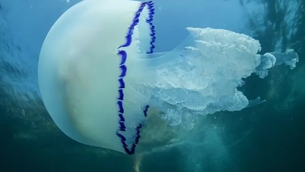 В Сочи на пляже обнаружили опасную медузу