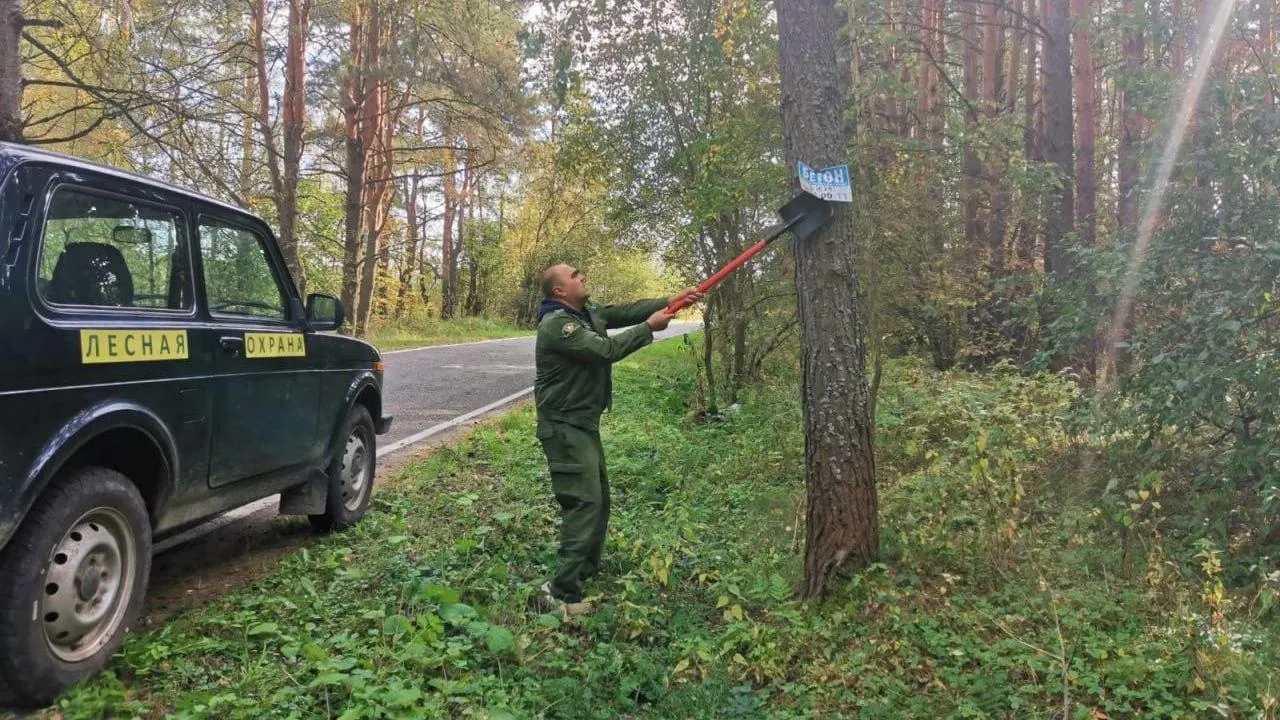 С начала года с деревьев в Подмосковье снято более пяти тысяч незаконных рекламных конструкций