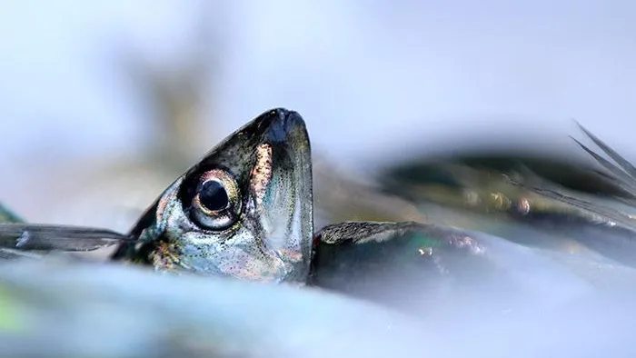 Фото: Omer Urer/Anadolu Agency/Getty Images