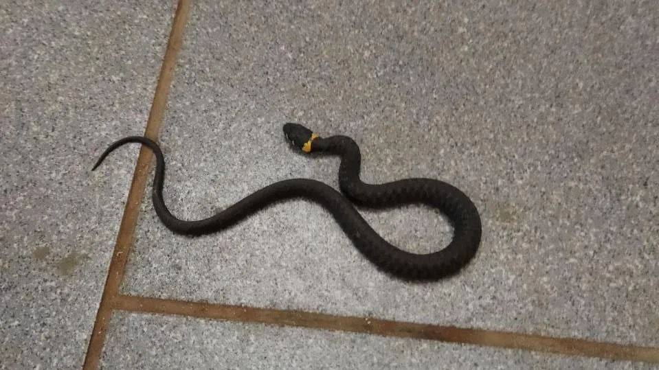 ГКУ МО "Мособлпожспас"