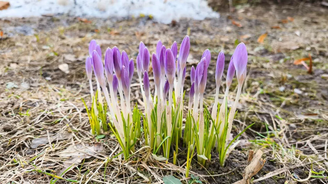 REGIONS/Анастасия Широкая