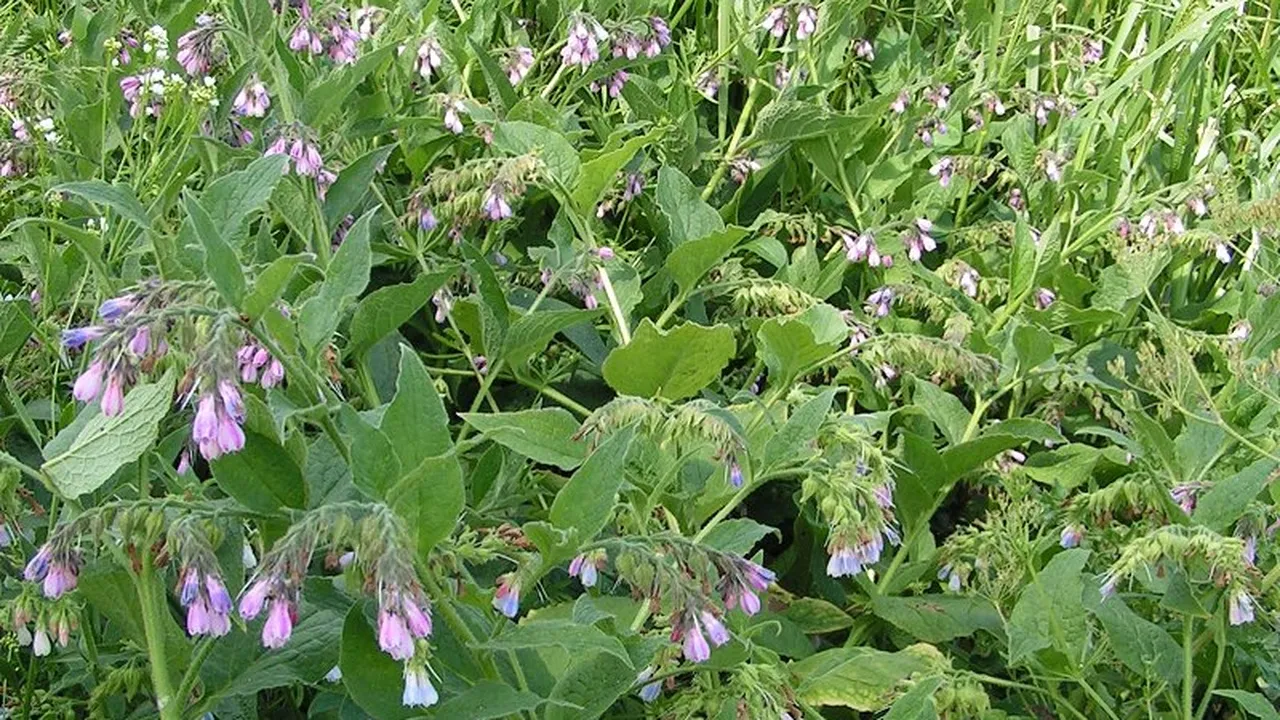 Фото: https://ru.wikipedia.org/