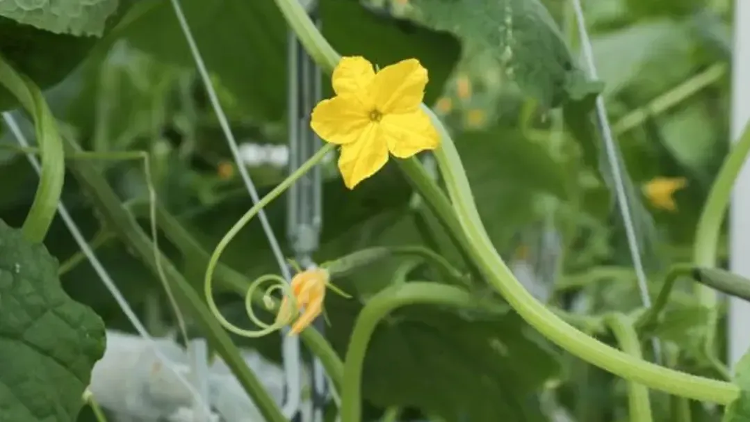 медиасток.рф