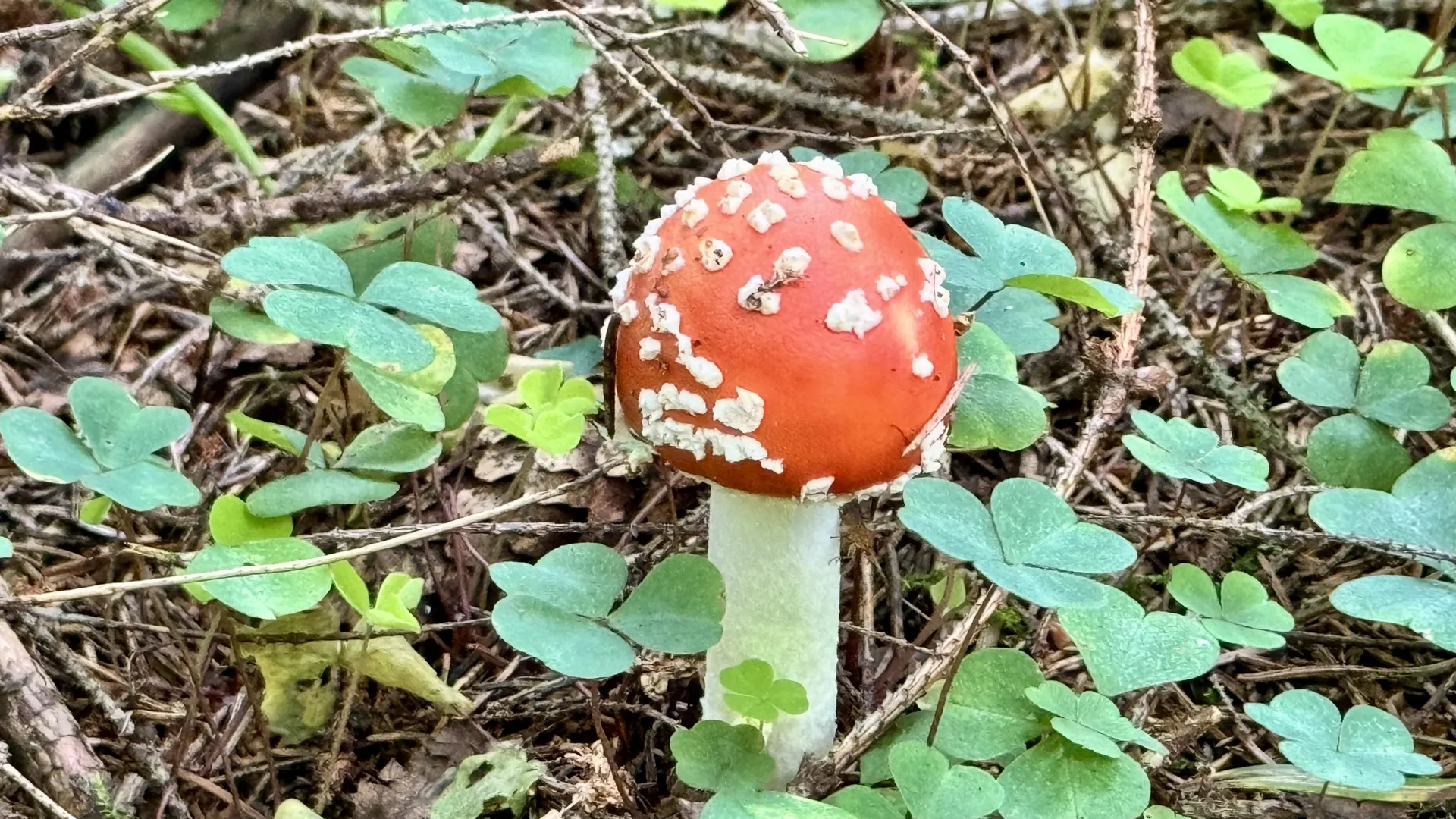 Фото: МедиаБанк Подмосковья/Татьяна Рунова