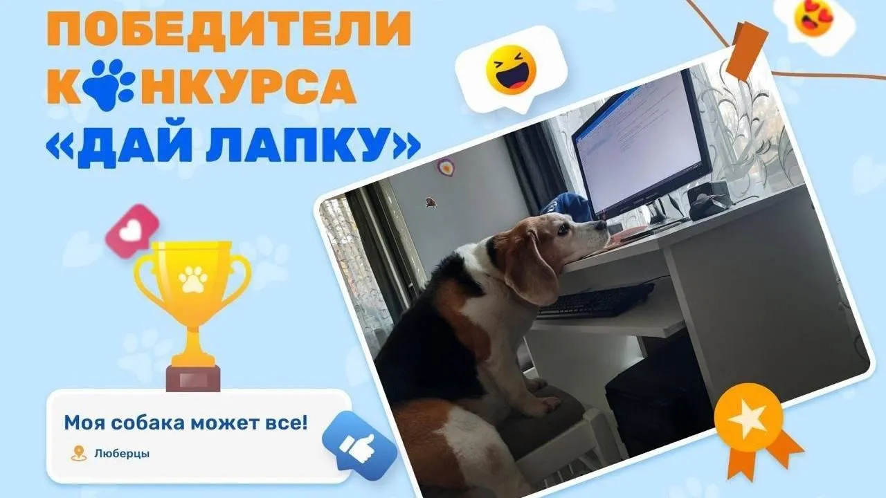 Победителей конкурса «Дай лапку!» определили в Подмосковье