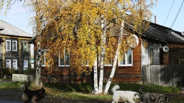 На территории Домодедова отменили карантин по бешенству