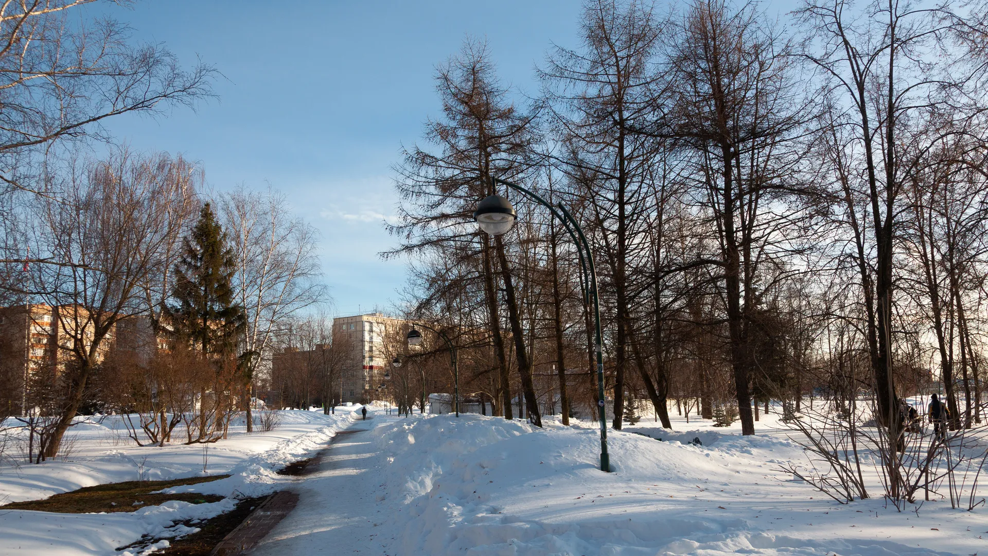 Сугробы в лесу