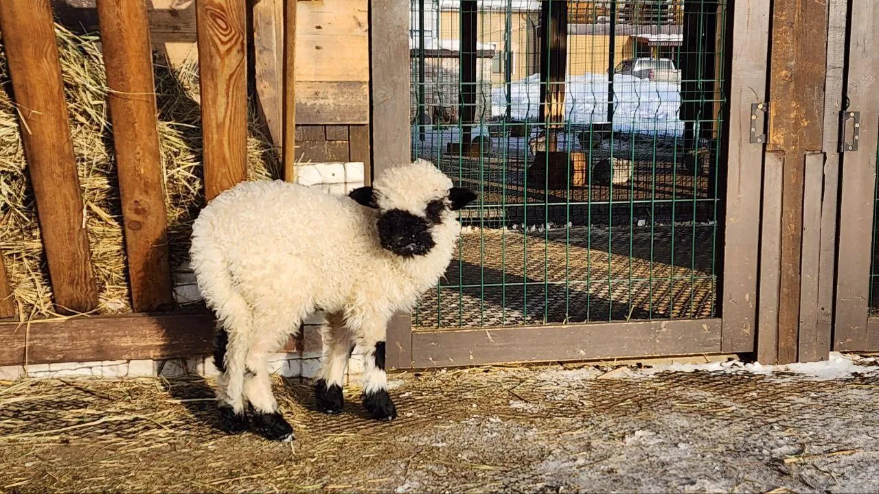 REGIONS/Евгений Рой