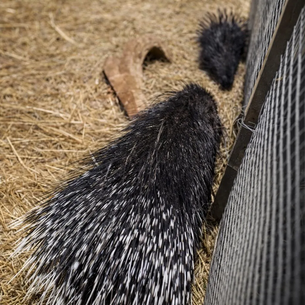 пресс-служба Росгосцирка