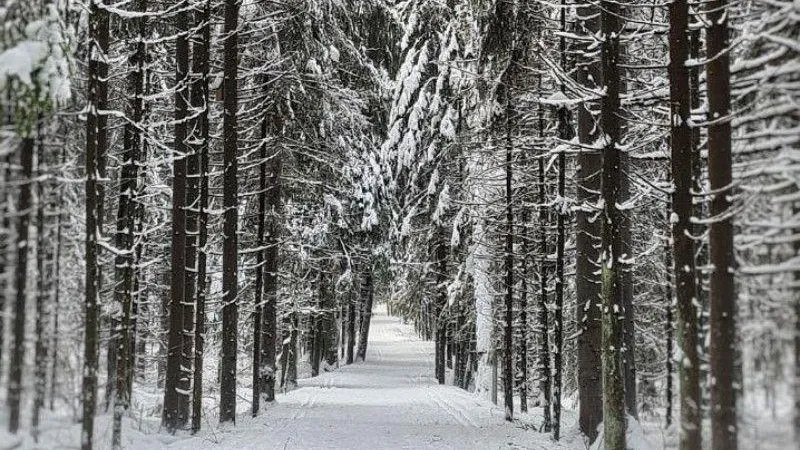 В лесах Подмосковья наступил самый суровый период