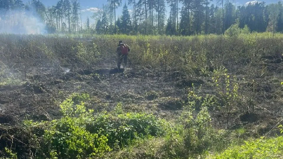 Фото: Комитета лесного хозяйства Московской области