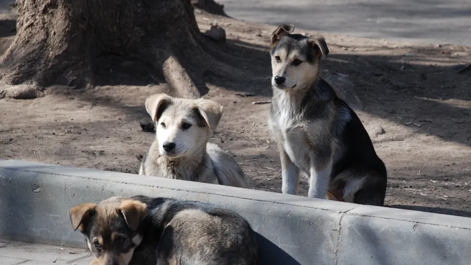 Фото: pxhere.com