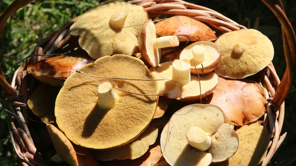 Фото: ТАСС/Николай Гынгазов