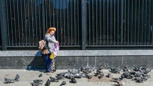 Ученые выяснили, что голуби быстрее принимают решение, чем человек