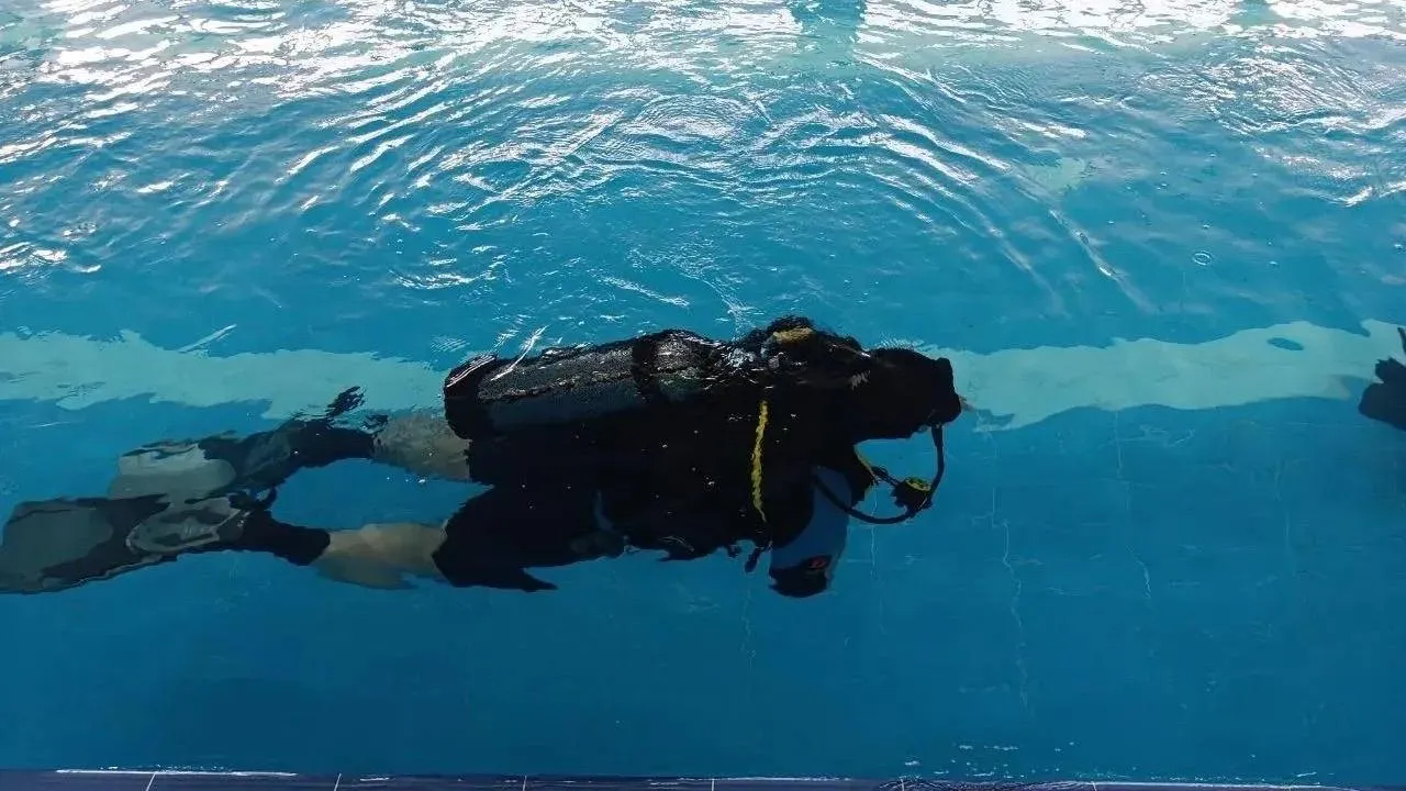 Юлия Дубинина