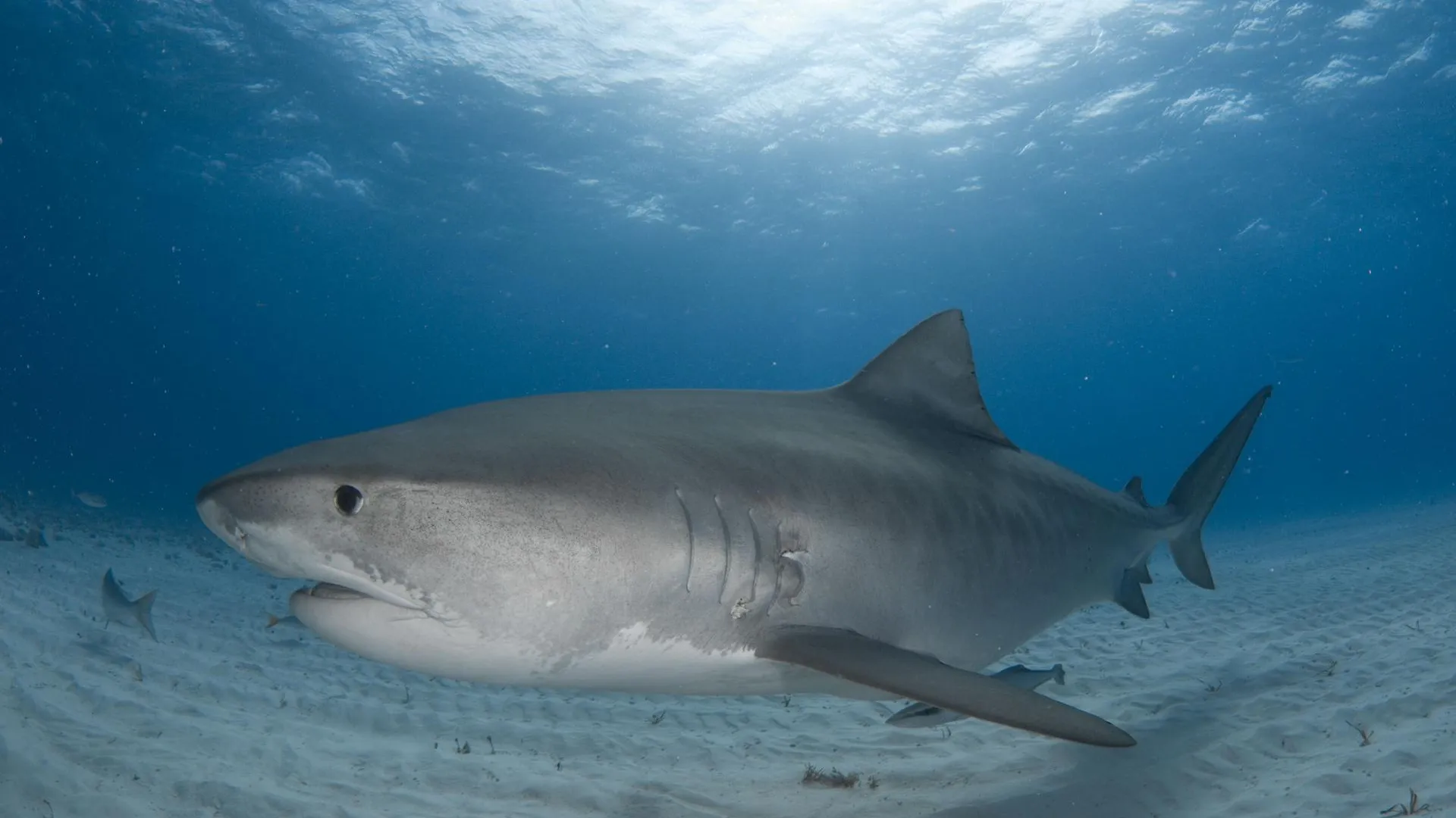 Andy Murch/ZUMAPRESS.com