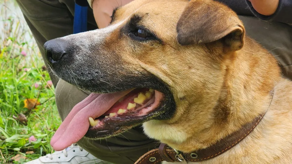 Фото: МедиаБанк Подмосковья/Валентина Максимова