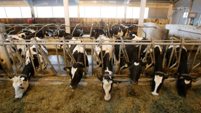 Первая гиперферма TH True Milk может появиться в Подмосковье к концу года