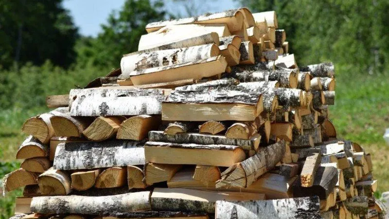 Фото: пресс-служба Комитета лесного хозяйства Московской области