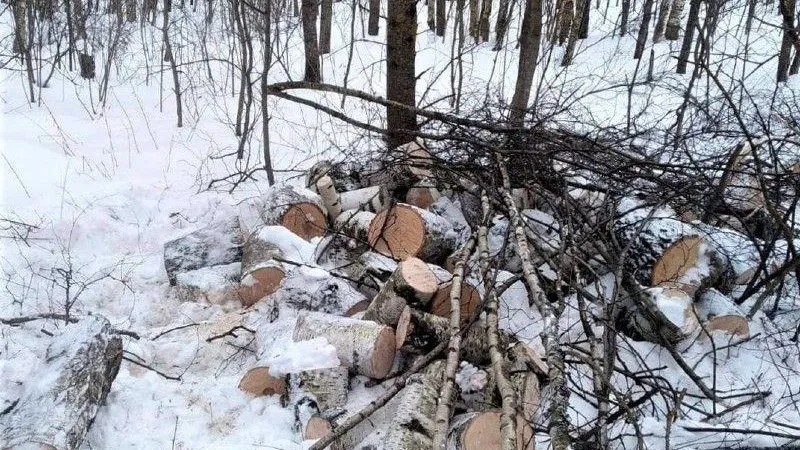 Пресс-служба Комитета лесного хозяйства Московской области