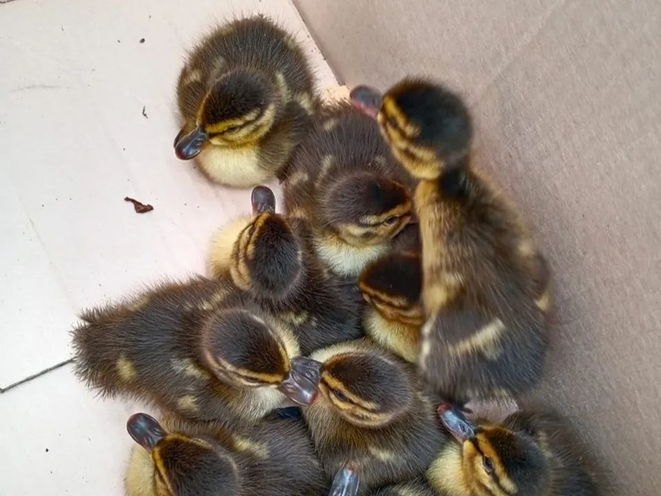 Фото: музей-заповедник «Абрамцево»