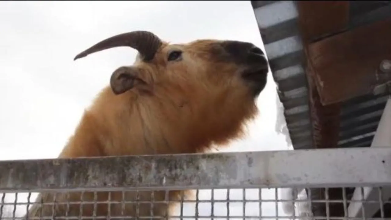 Центр воспроизводства редких видов животных