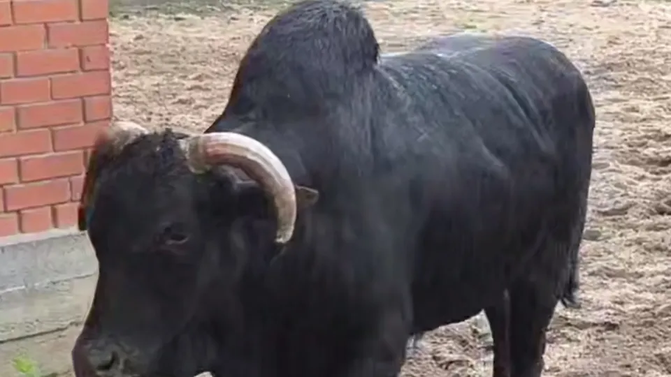 Фото: Центр воспроизводства редких видов животных