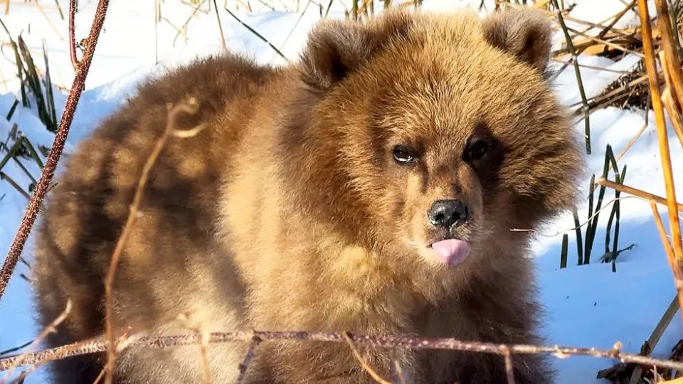 Фото: парк-приют «Земля прайда»