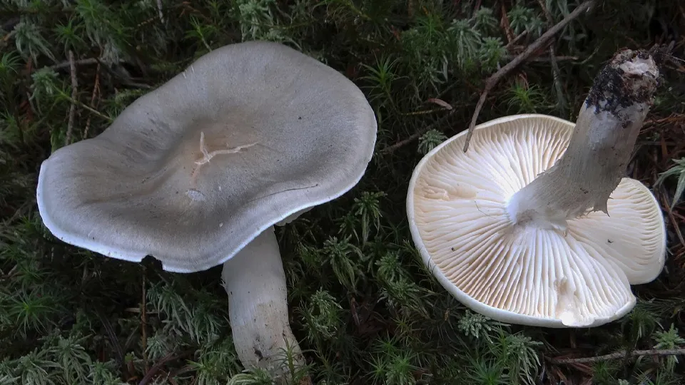 Фото: commons.wikimedia/Jerzy Opioła