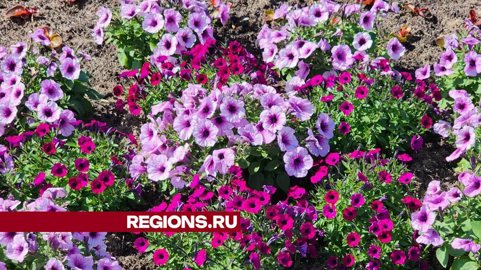 Фото: Валерия Тингаева