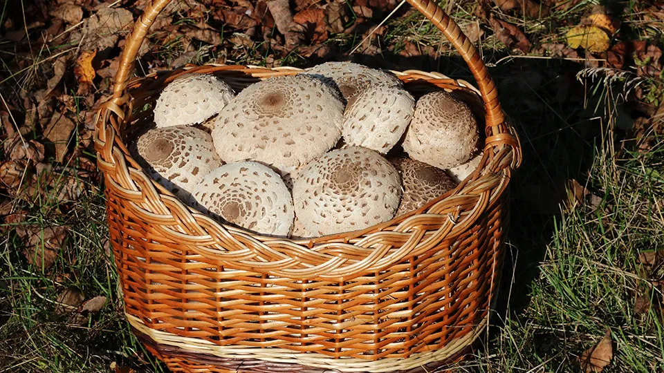 Фото: сommons.wikimedia/George Chernilevsky