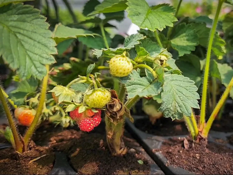 Фото: Ольга Антонова