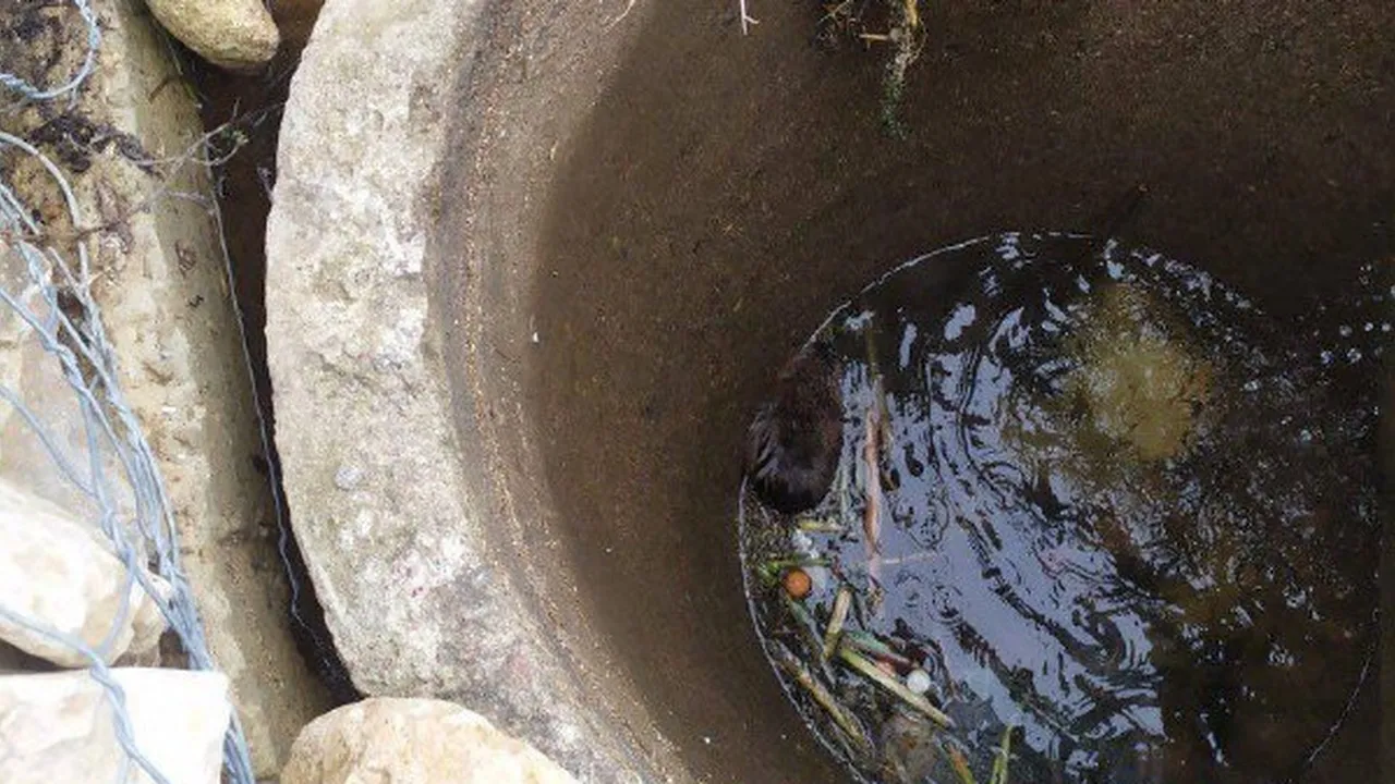 Фото: архив парка культуры и отдыха «Елочки»