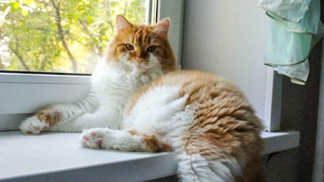 REGIONS/Эльвира Сафина