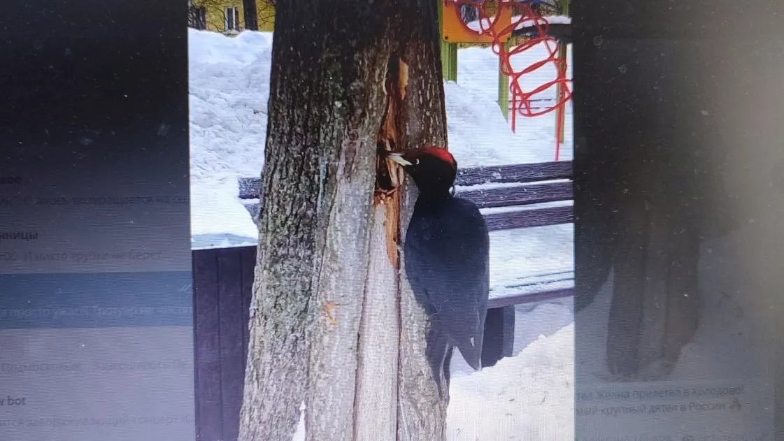 Скриншот из видео