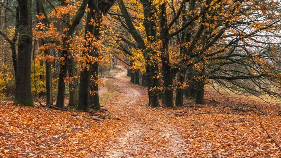 Фото: freepik.com