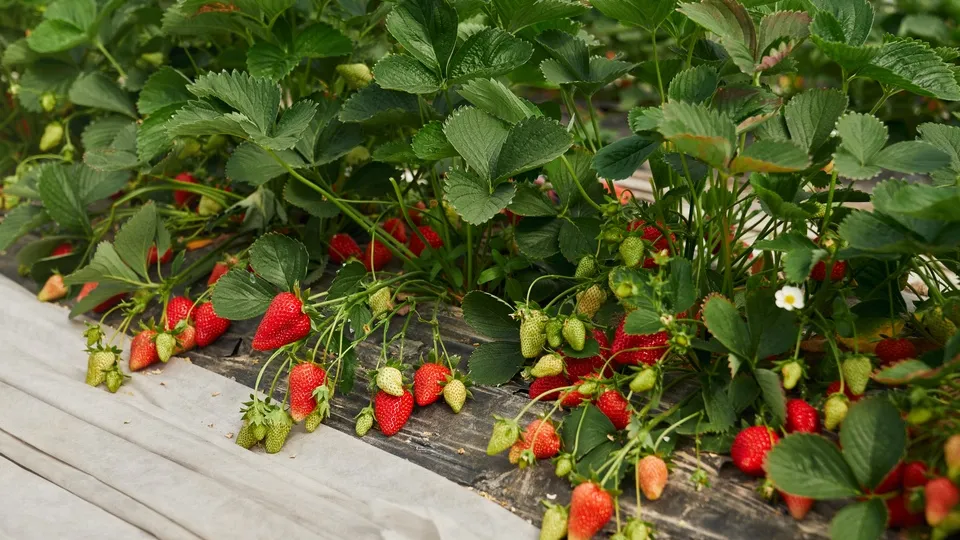 Фото: freepik.com