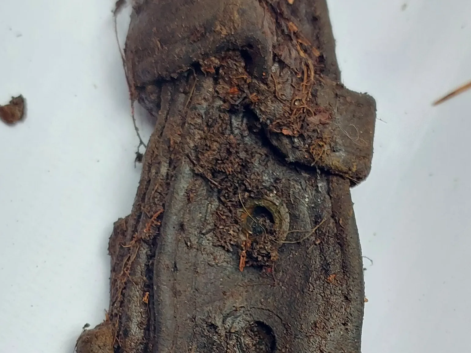 Фото: Поисковый отряд «БУМЕРАНГ - ДОСААФ» Наро-Фоминск