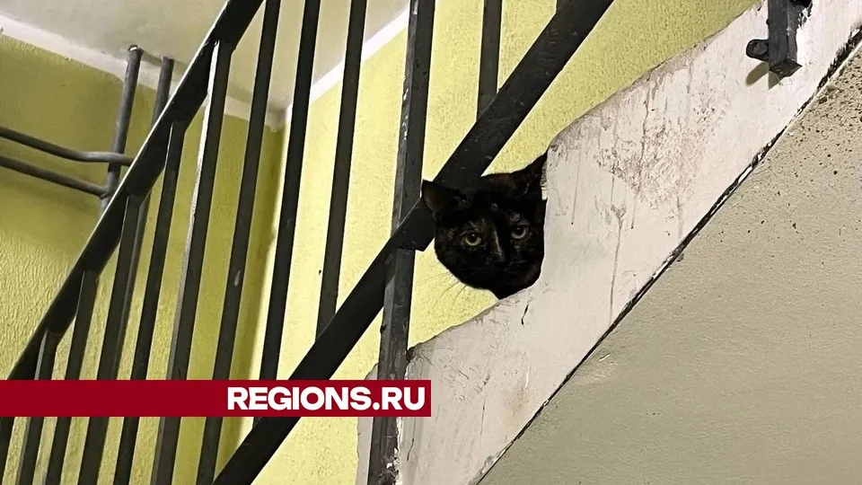 Фото представлено жительницей Жуковского