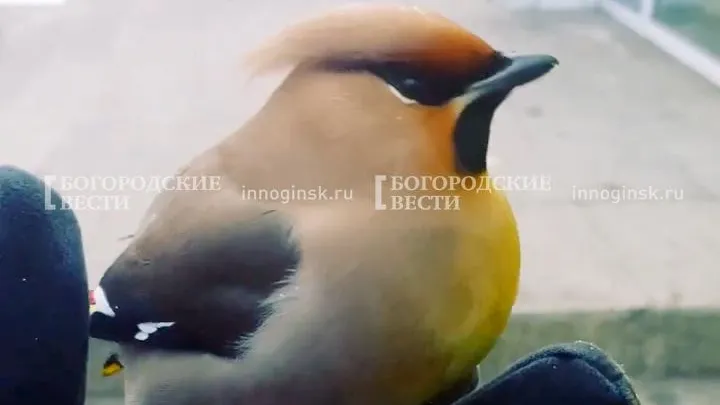 Александр Архангельский