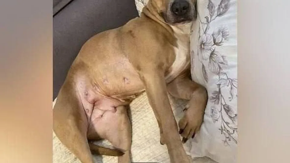 Фото: t.me/ "360tv Одинцово"