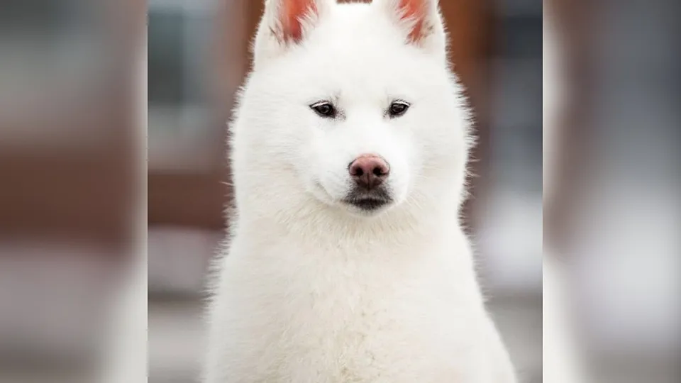 Фото: t.me/zoopoisk_RF