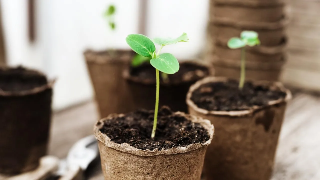 istockphoto.com/darrya