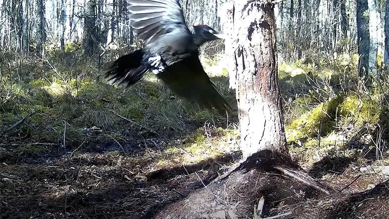 Гигантский дятел попал на видео в Талдоме