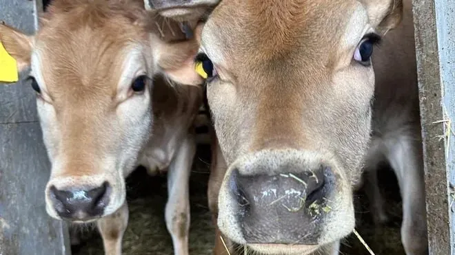 Источник: пресс-служба Минсельхозпрод МО