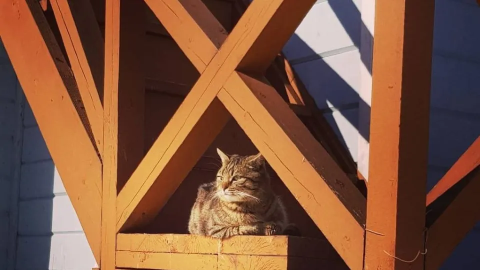 Фото: Музей-заповедник А.П. Чехова «Мелихово»