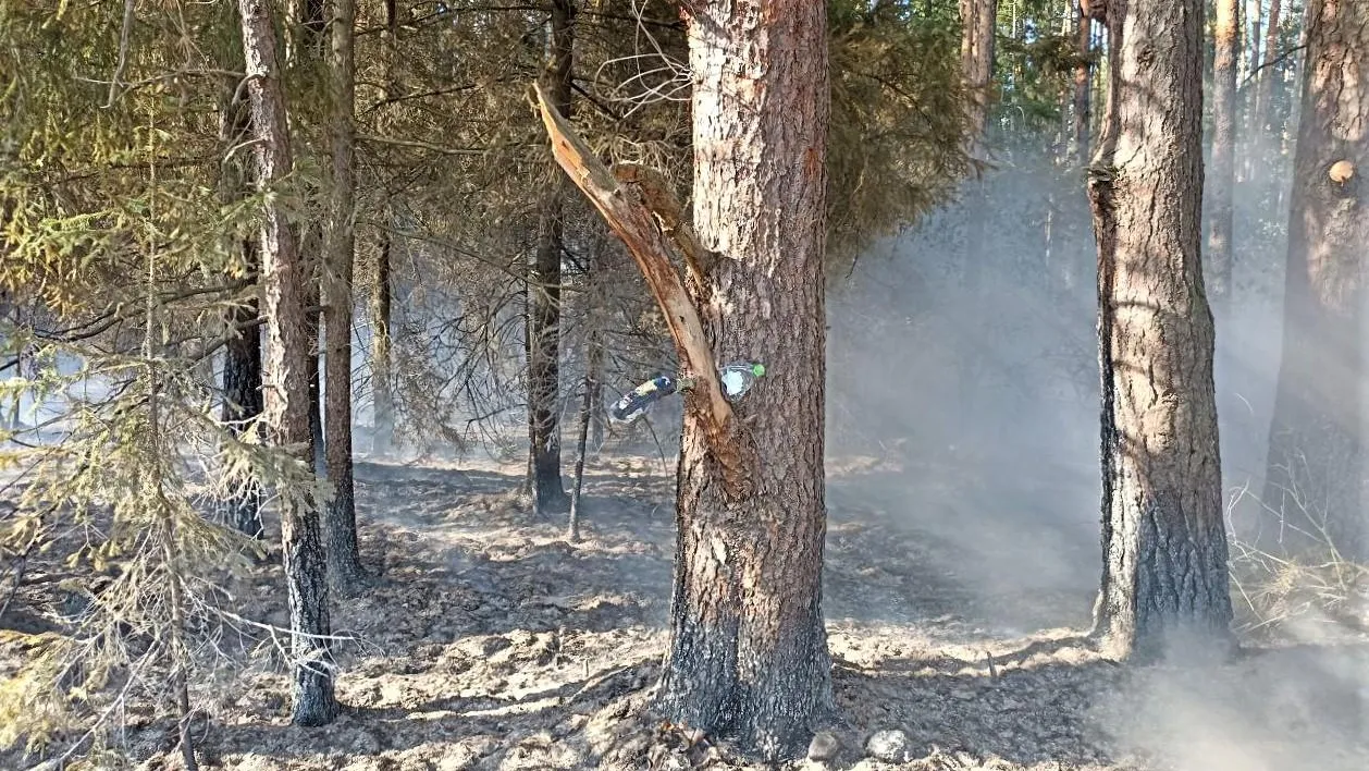 Комитет лесного хозяйства МО